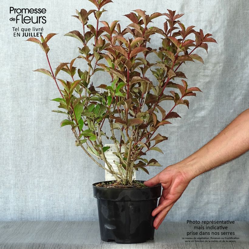 Esemplare di Weigelia Polka Vaso da 2L/3L consegnato in estate