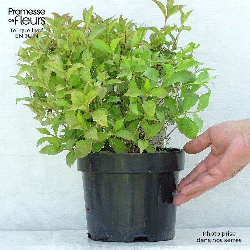 Esemplare di Weigelia Princess Ayla Vaso da 3L/4L consegnato in estate
