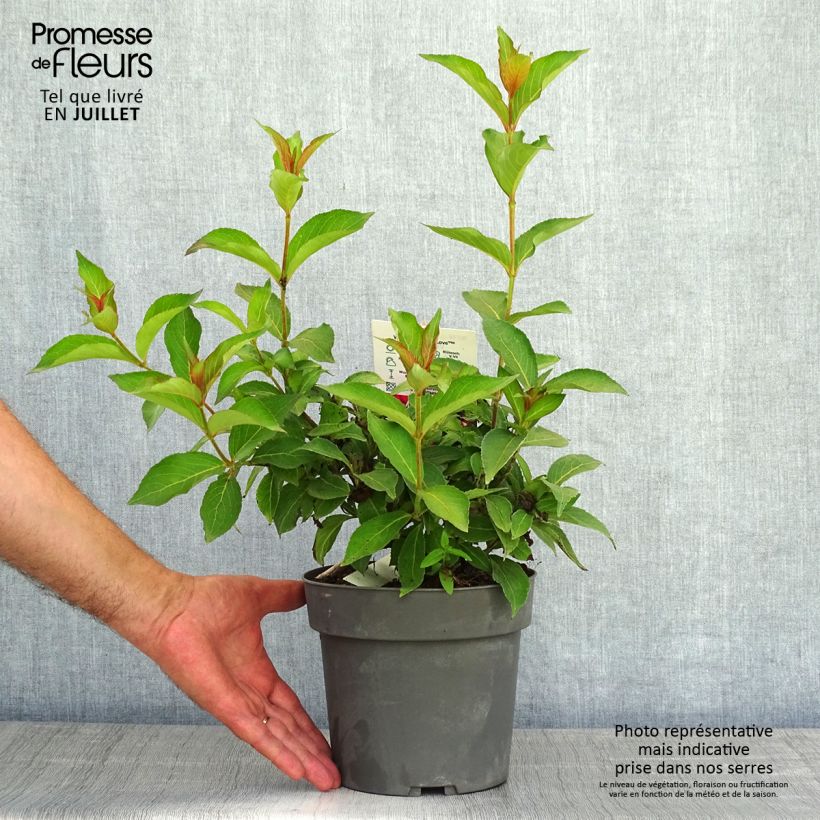 Esemplare di Weigelia Cherry Love Vaso da 3L/4L consegnato in estate