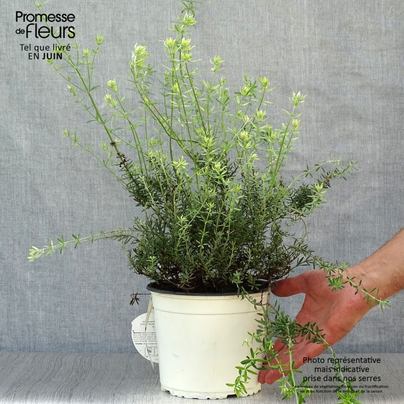 Esemplare di Westringia fruticosa White - Falso rosmarino Vaso da 2L/3L consegnato in estate