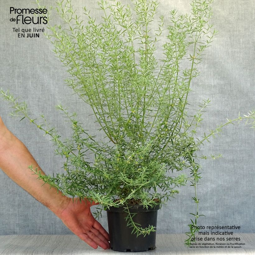 Esemplare di Westringia fruticosa - Falso rosmarino Vaso da 2L/3L consegnato in estate