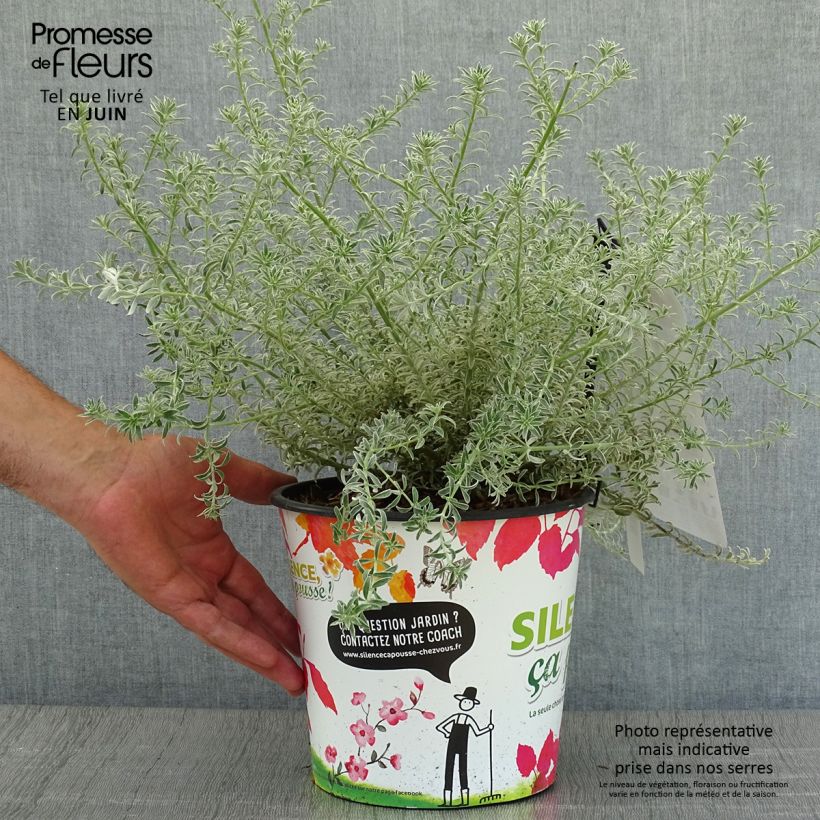 Esemplare di Westringia fruticosa Smookie - Falso rosmarino Vaso da 3L/4L consegnato in estate