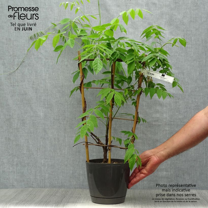 Esemplare di Wisteria frutescens Amethyst Falls - Glicine americano Vaso da 3L/4L consegnato in estate