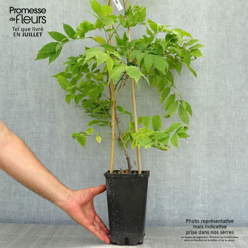 Esemplare di Wisteria venusta Rosea - Glicine Vaso da 2L/3L consegnato in estate