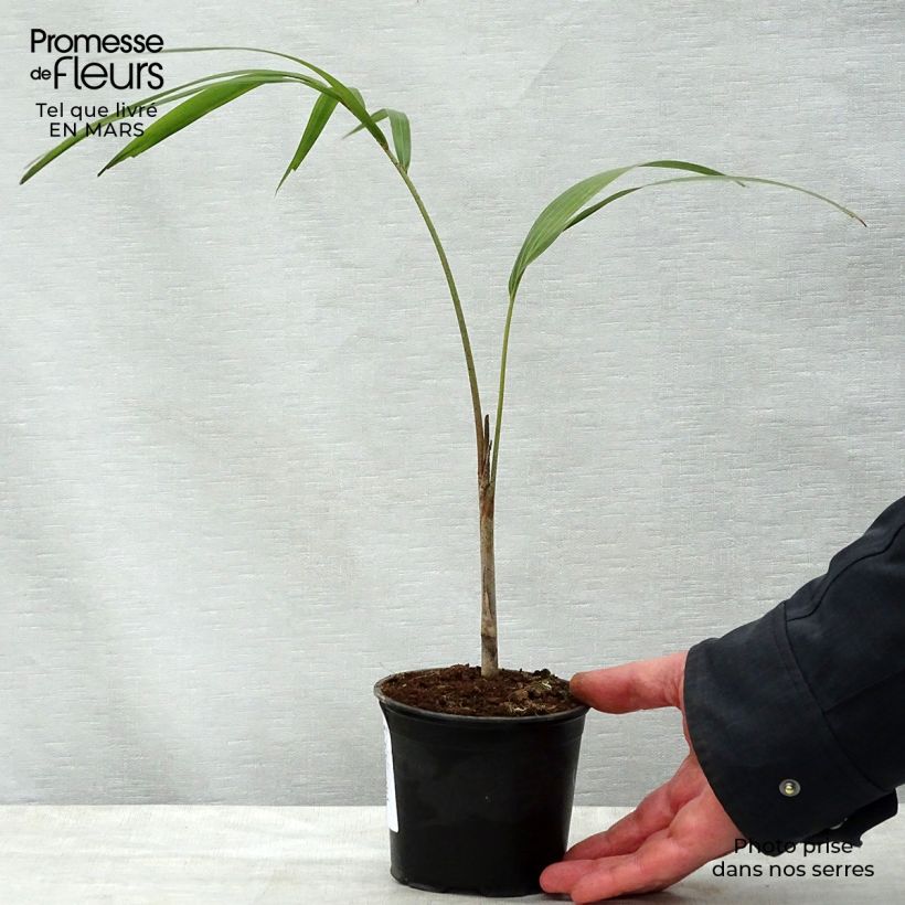 Wodyetia bifurcata - Palma a coda di volpe Vaso da 20L/25L esemplare consegnato in primavera