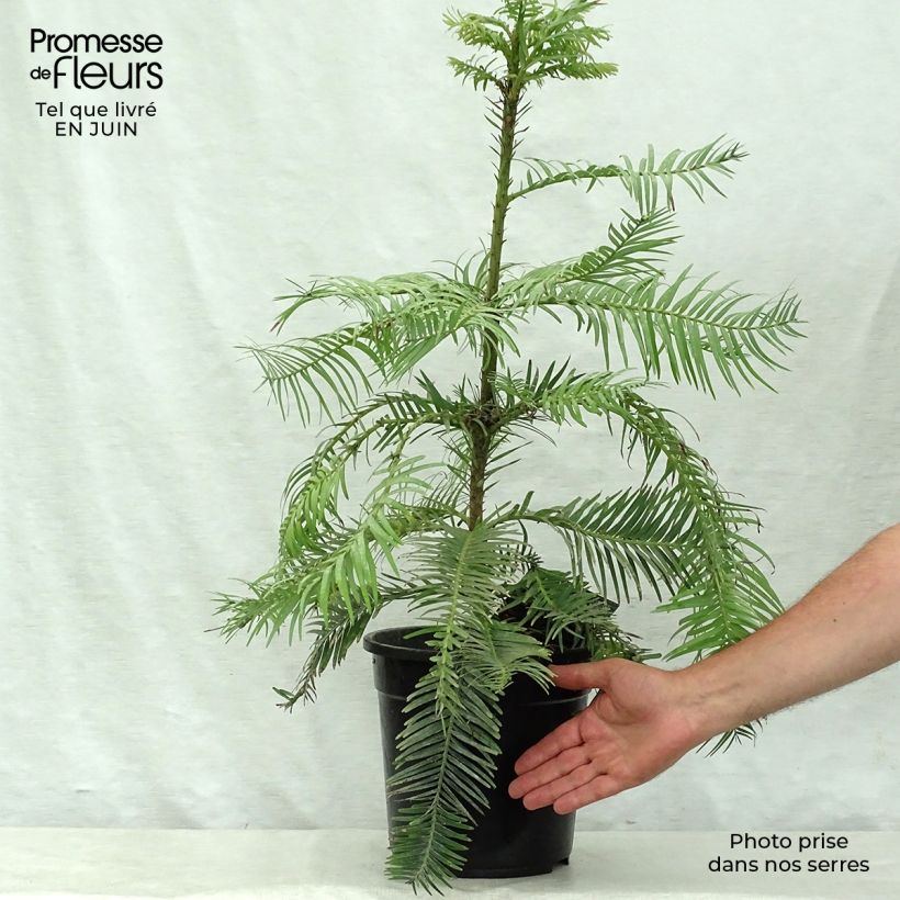 Esemplare di Wollemia nobilis - Wollemi Pine Vaso da 6L/7LAltezza consegnata circa 50/60cm consegnato in estate