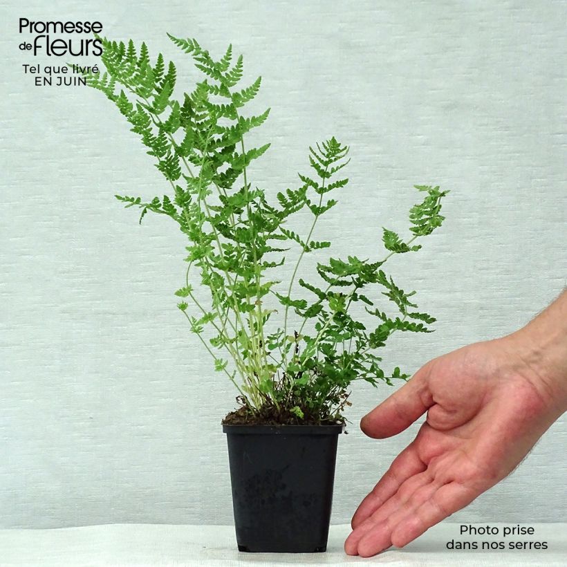 Esemplare di Woodsia obtusa Vasetto da 8/9 cm consegnato in estate