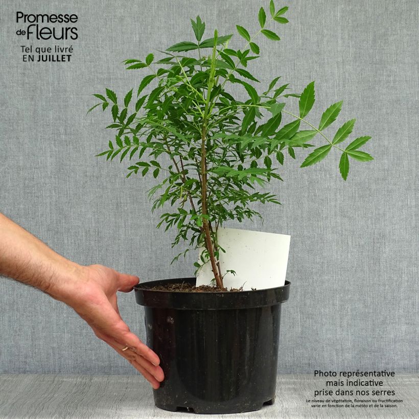 Esemplare di Xanthoceras sorbifolium Vaso da 3L/4L consegnato in estate