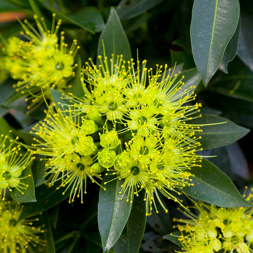 Xanthostemon chrysanthus - Golden Penda (Fioritura)