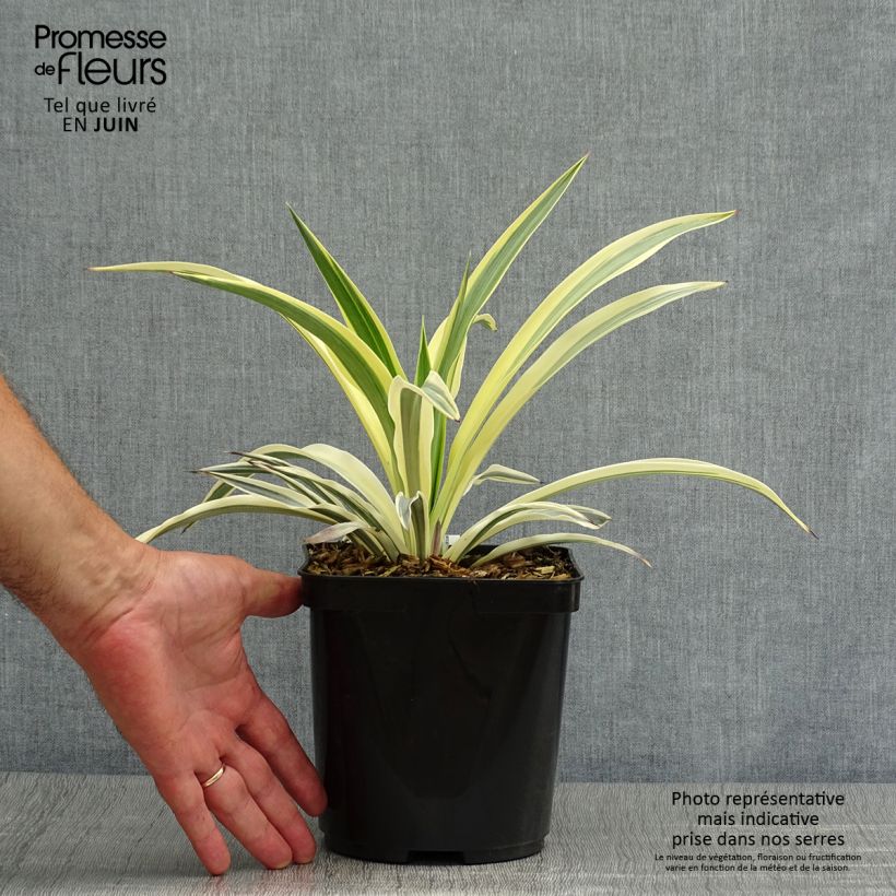 Esemplare di Yucca recurvifolia Bright Star Vaso da 2L/3L consegnato in estate