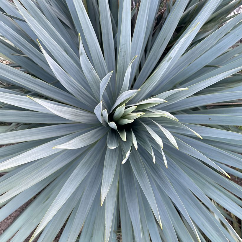 Yucca French Flag (Fogliame)