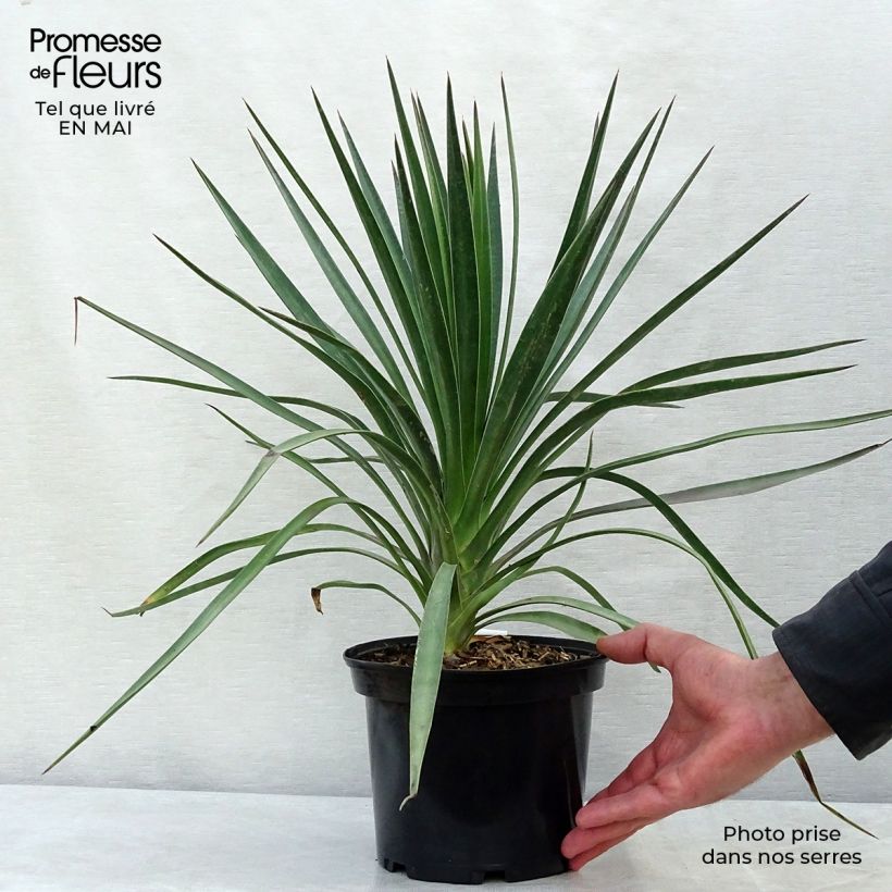 Yucca aloifolia - Yucca à feuilles d'Aloès Pot de 2L/3L esemplare consegnato in primavera