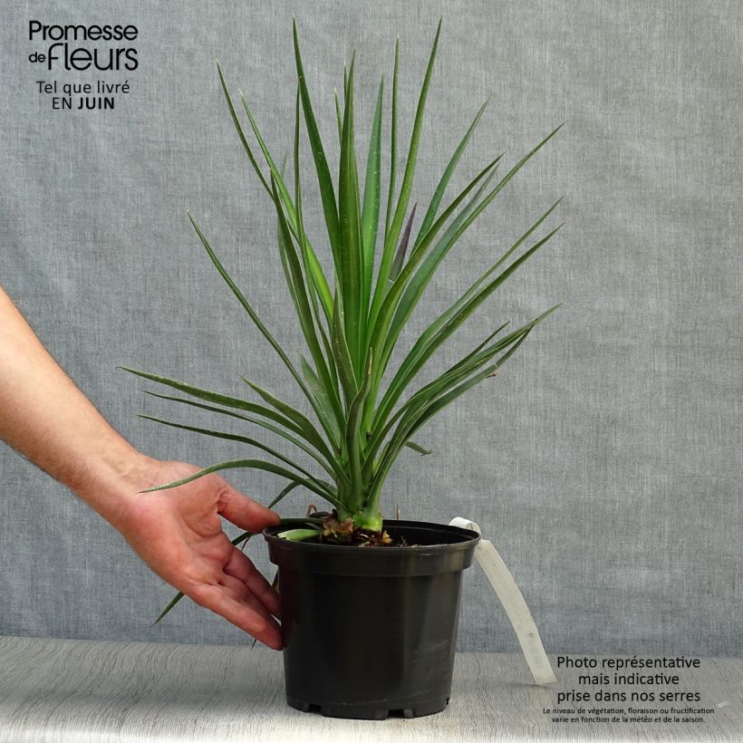 Esemplare di Yucca aloifolia Vaso da 2L/3L consegnato in estate