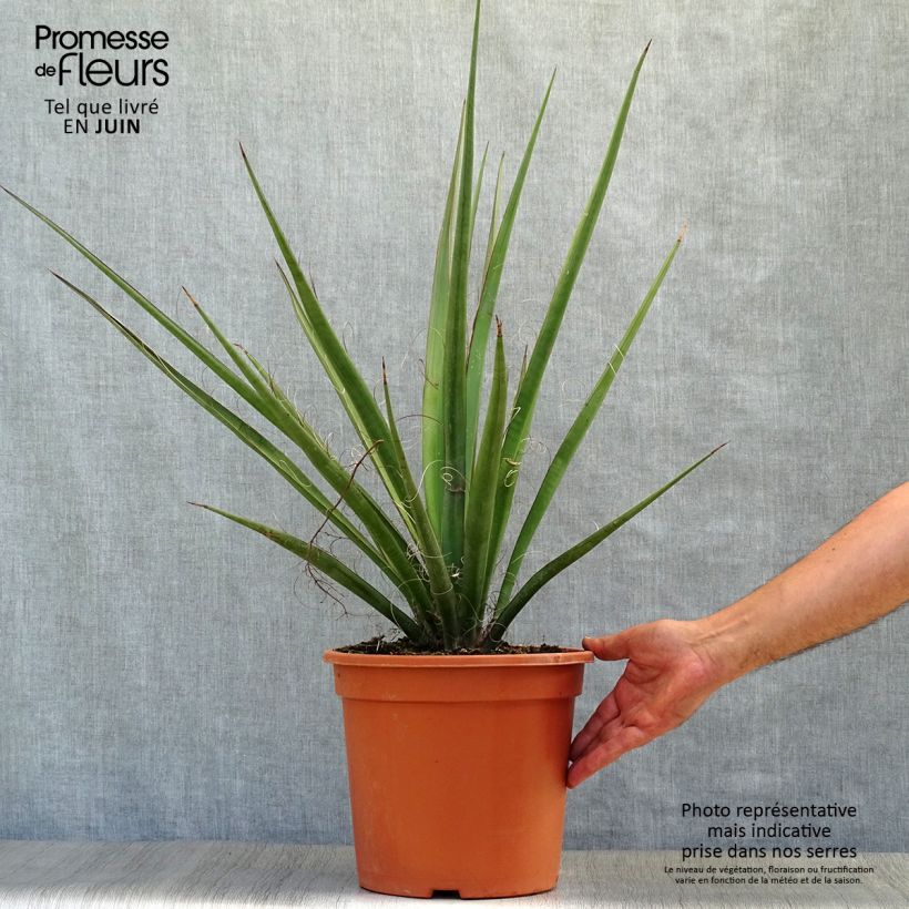 Esemplare di Yucca baccata Vaso da 7,5L/10L consegnato in estate