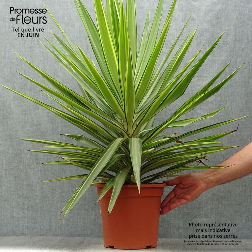 Esemplare di Yucca elephantipes Jewel Vaso da 7,5L/10L consegnato in estate