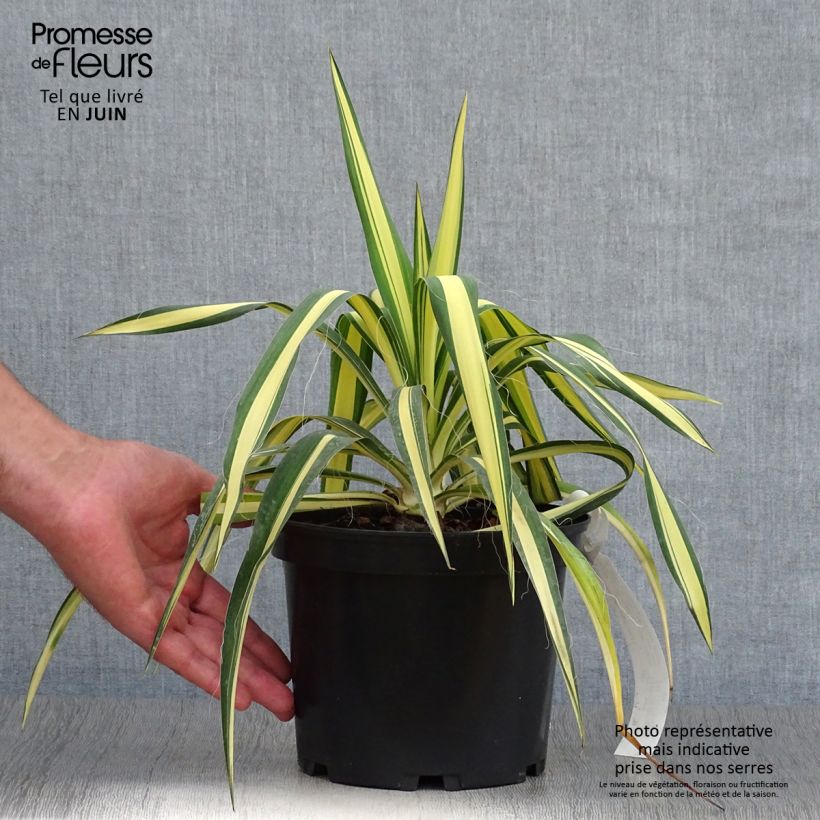 Esemplare di Yucca filamentosa Colour Guard Vaso da 2L/3L consegnato in estate