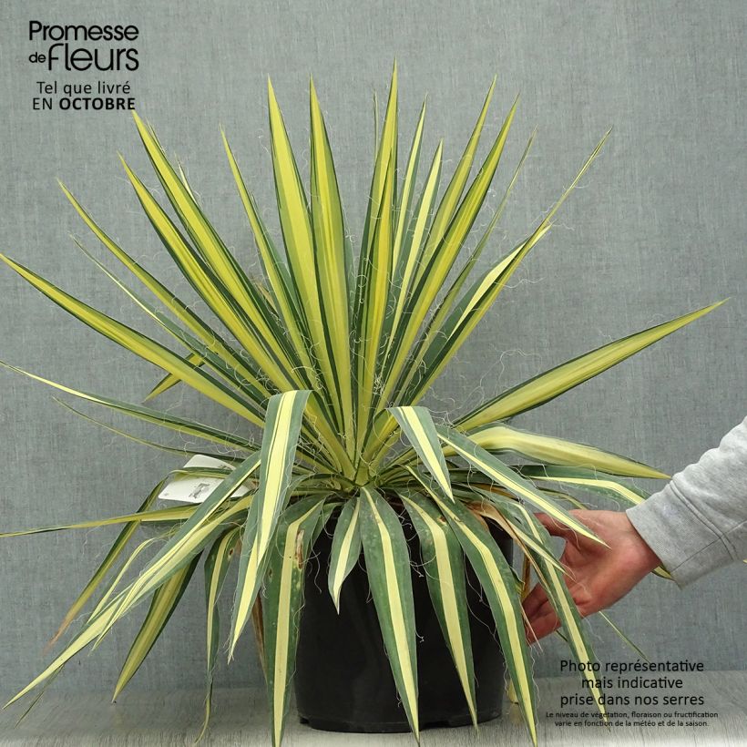 Esemplare di Yucca filamentosa Colour Guard Vaso da 4L/5L come consegnato in autunno