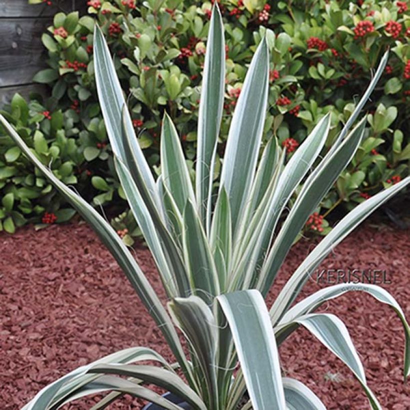Yucca filamentosa Ivory Tower (Fogliame)