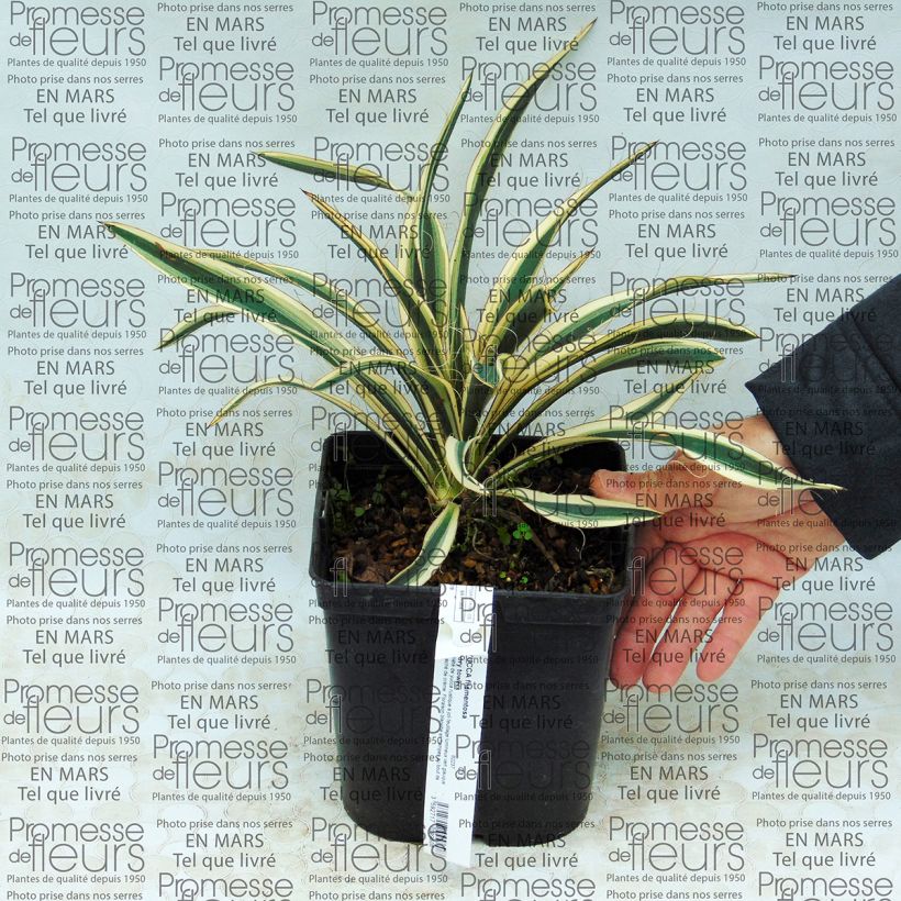 Esempio di esemplare Yucca filamentosa Ivory Tower Vaso da 2L/3L come consegnato