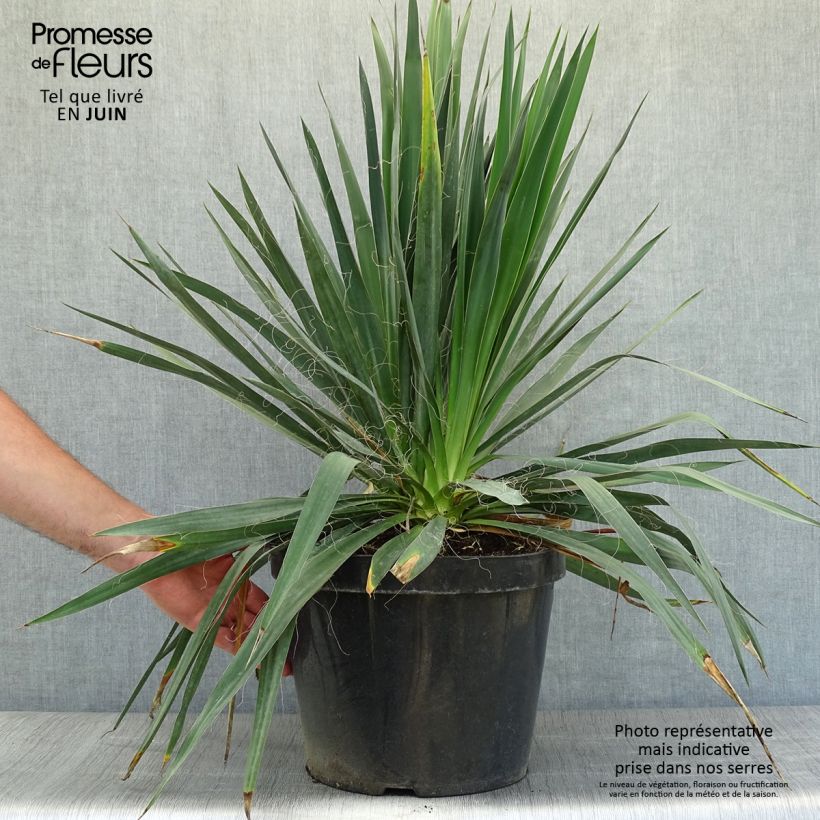 Esemplare di Yucca filamentosa Vaso da 6L/7L consegnato in estate