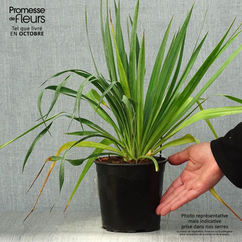 Esemplare di Yucca filamentosa Vaso da 2L/3L come consegnato in autunno