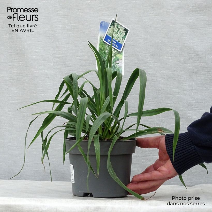 Yucca filamentosa Vaso da 2L/3L esemplare consegnato in primavera