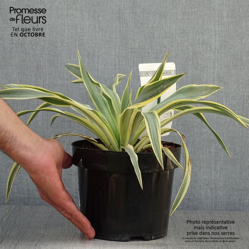 Esemplare di Yucca gloriosa Citrus twist Vaso da 2L/3L come consegnato in autunno