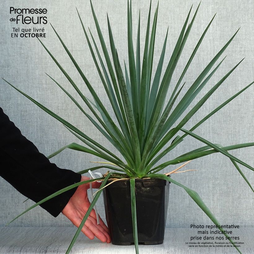 Esemplare di Yucca rigida Blue Sentry Vaso da 3L/4L come consegnato in autunno