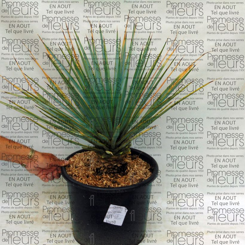 Esempio di esemplare Yucca rigida Vaso da 7,5L/10L come consegnato