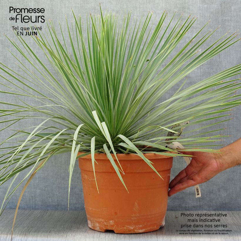 Esemplare di Yucca rostrata Vaso da 12L/15L consegnato in estate