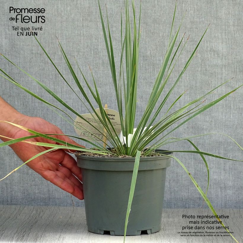 Esemplare di Yucca rostrata Vaso da 2L/3L consegnato in estate