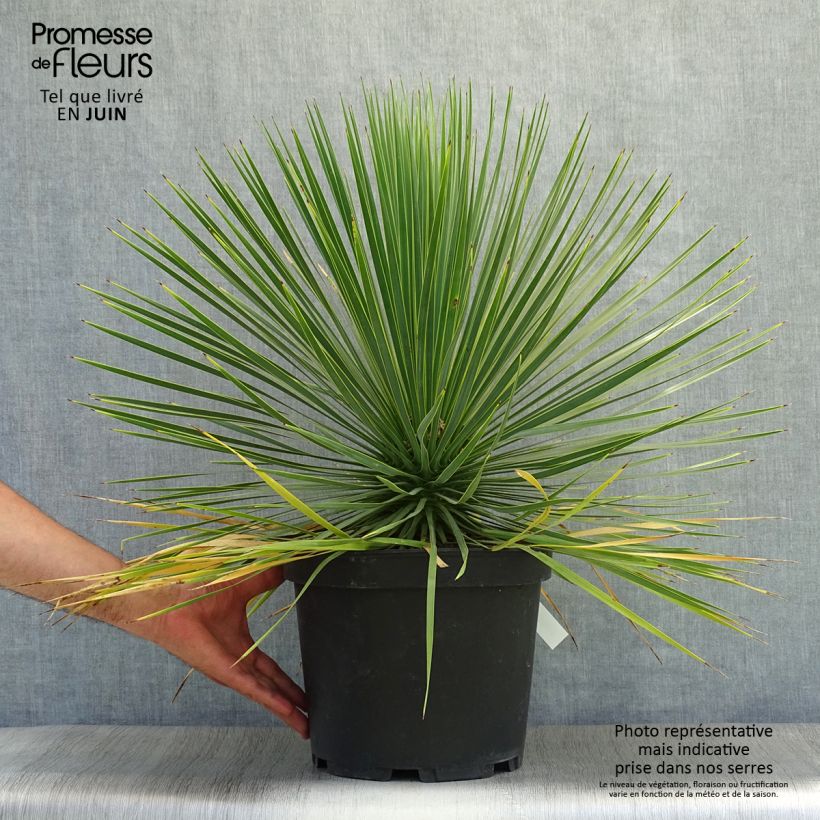 Esemplare di Yucca rostrata Vaso da 6L/7L consegnato in estate