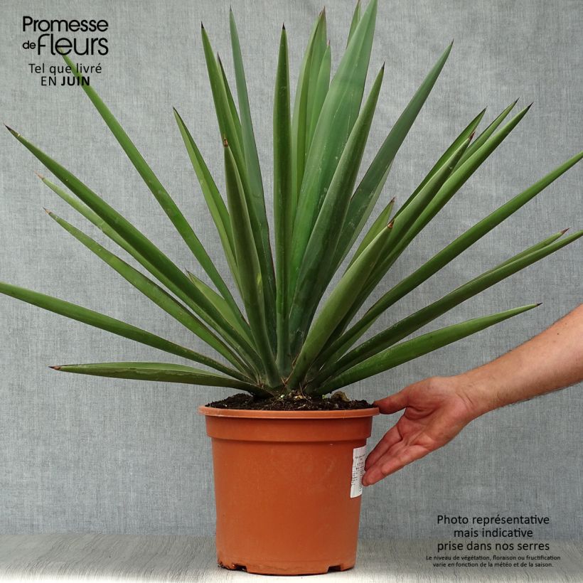 Esemplare di Yucca torreyi Vaso da 7,5L/10L consegnato in estate