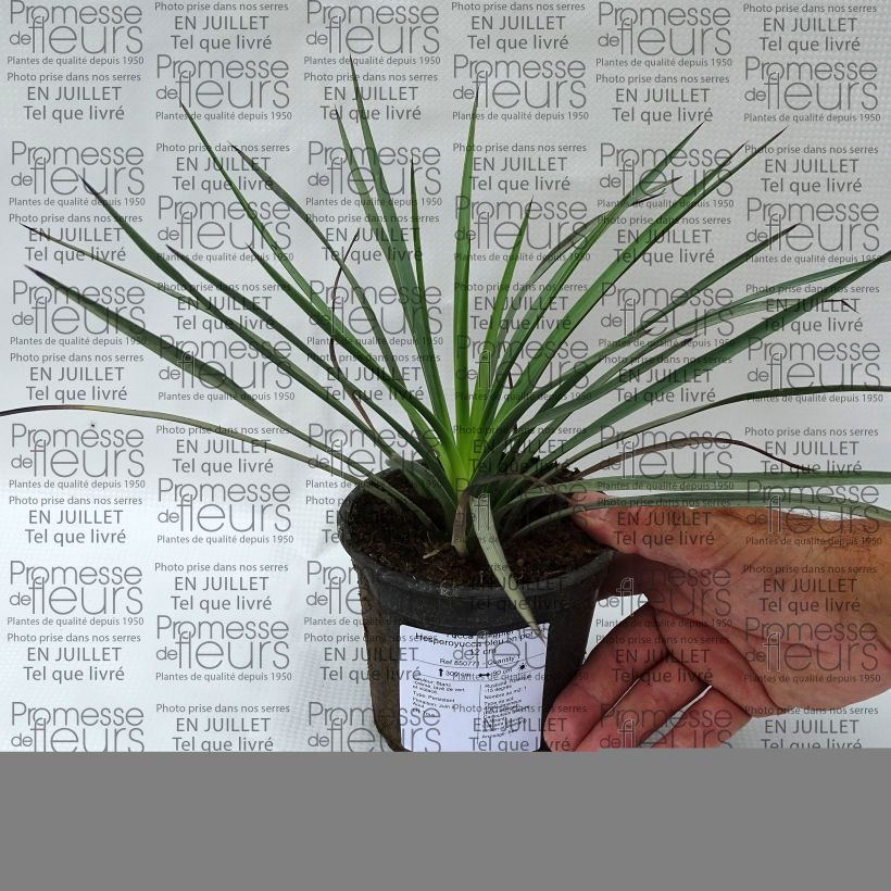 Esemplare di Yucca whipplei Vaso da Ø 12 cm / 13 cm consegnato in estate