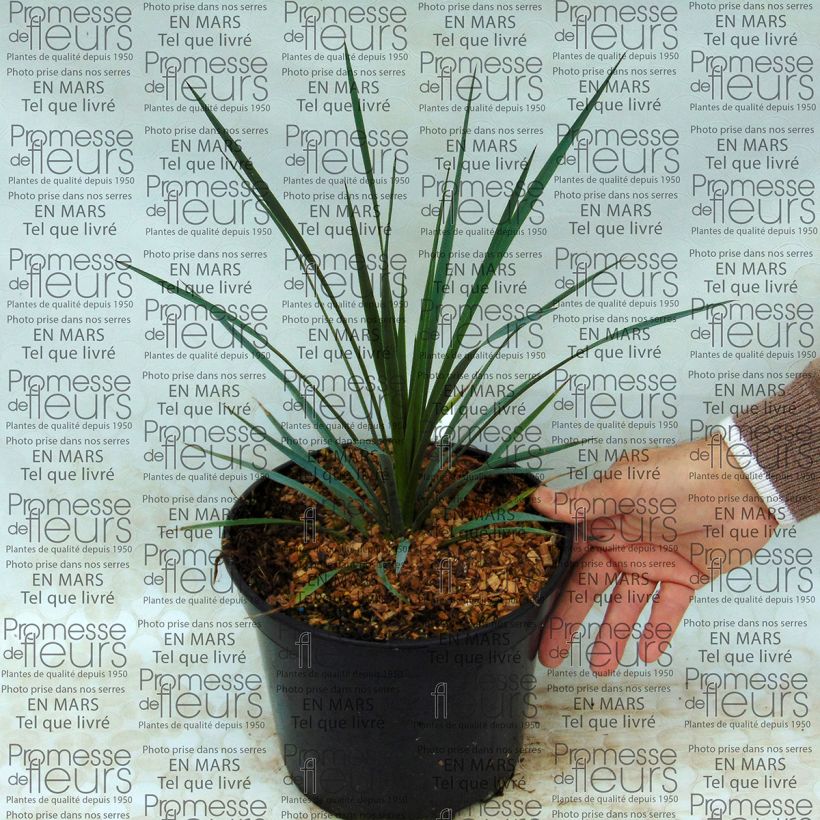 Esempio di esemplare Yucca whipplei Vaso da 7,5L/10L come consegnato