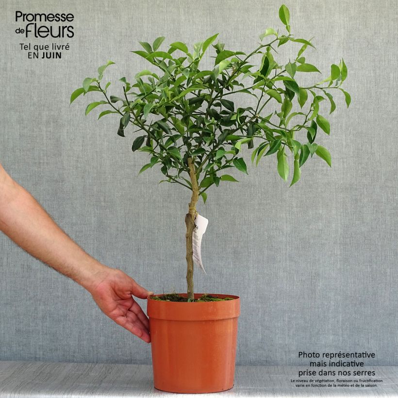 Esemplare di Citrus junos - Yuzu Vaso da 4L/5L, Vaso impalcato basso consegnato in estate
