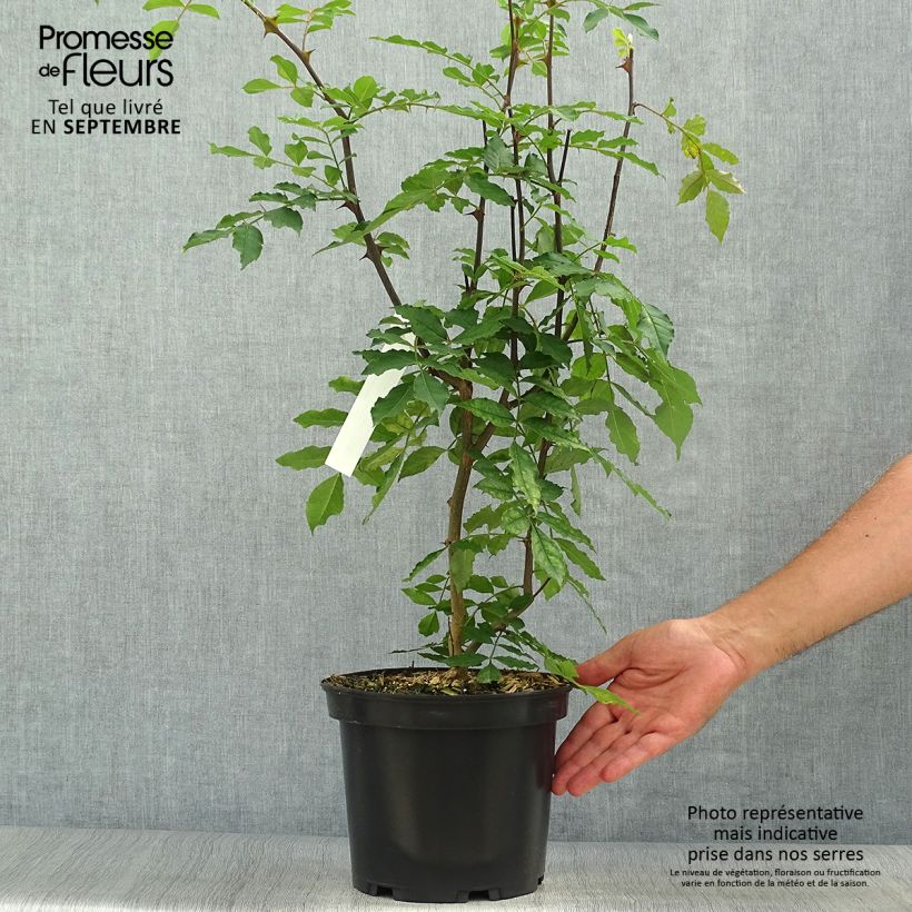 Esemplare di Zanthoxylum americanum - Frassino spinoso Vaso da 4L/5L come consegnato in autunno