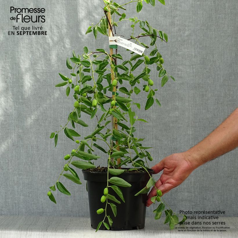 Esemplare di Ziziphus jujuba Abundance - Giuggiolo Vaso da 3L/4L come consegnato in autunno