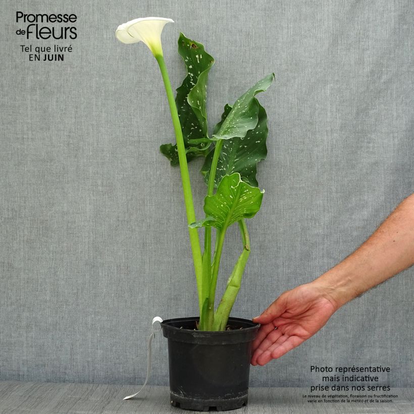 Esemplare di Zantedeschia aethiopica Himalaya - Calla Vaso da 2L/3L consegnato in estate