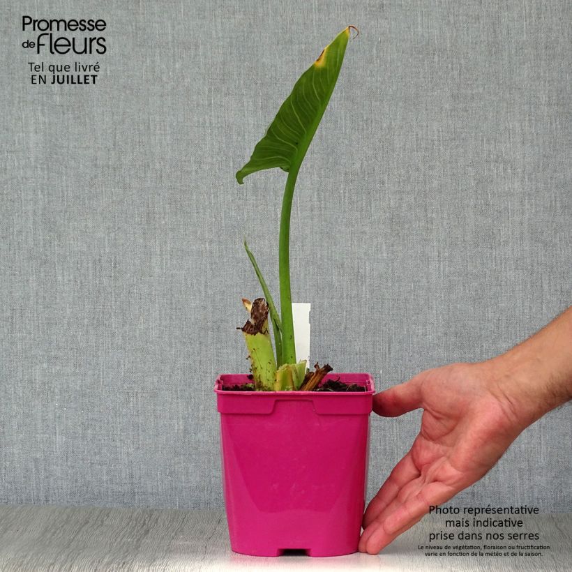 Esemplare di Zantedeschia aethiopica Pink Flamingo - Calla Vaso da 2L/3L consegnato in estate