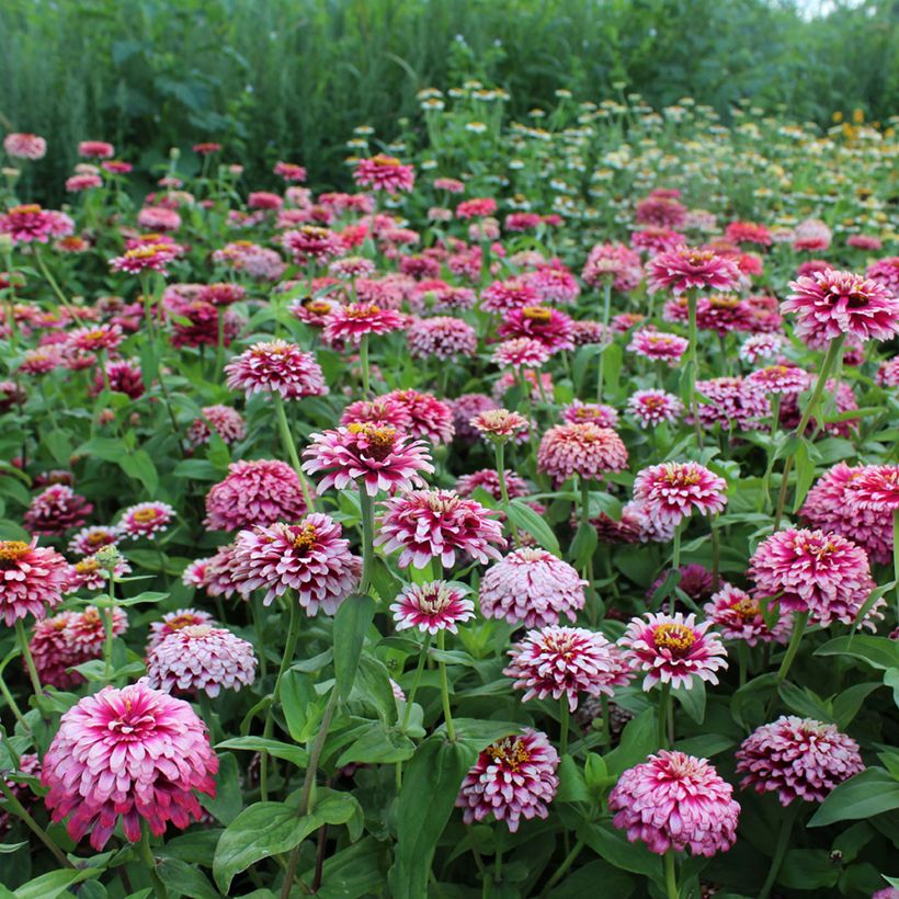 Zinnia Mazurkia (Porto)