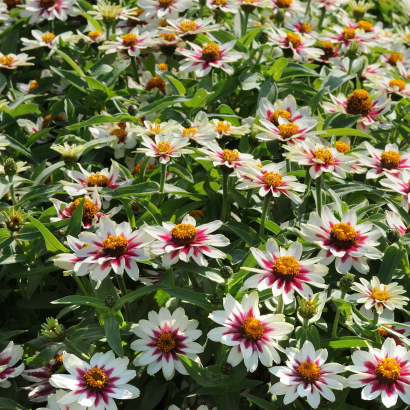 Zinnia Zahara Starlight Rose (Porto)