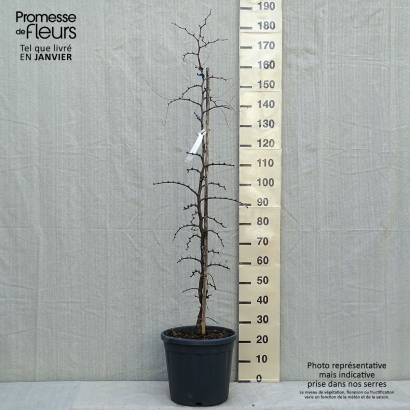 Ziziphus jujuba - Giuggiolo Vaso da 12L/15L esemplare consegnato in inverno
