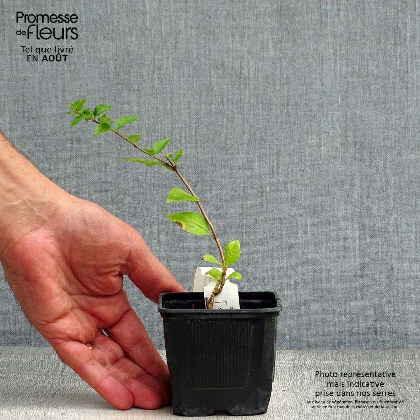 Esemplare di Abelia chinensis White Surprise Vasetto da 8/9 cm consegnato in estate