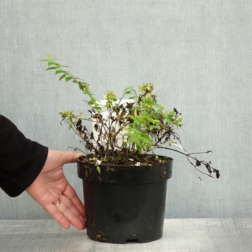 Esemplare di Abelia grandiflora Caramel Charm Vaso da 3L/4L come consegnato in autunno