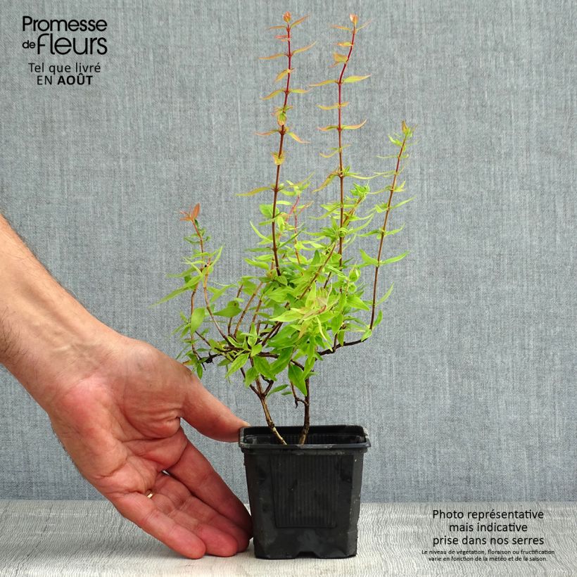 Esemplare di Abelia grandiflora Pisto Vasetto da 8/9 cm consegnato in estate