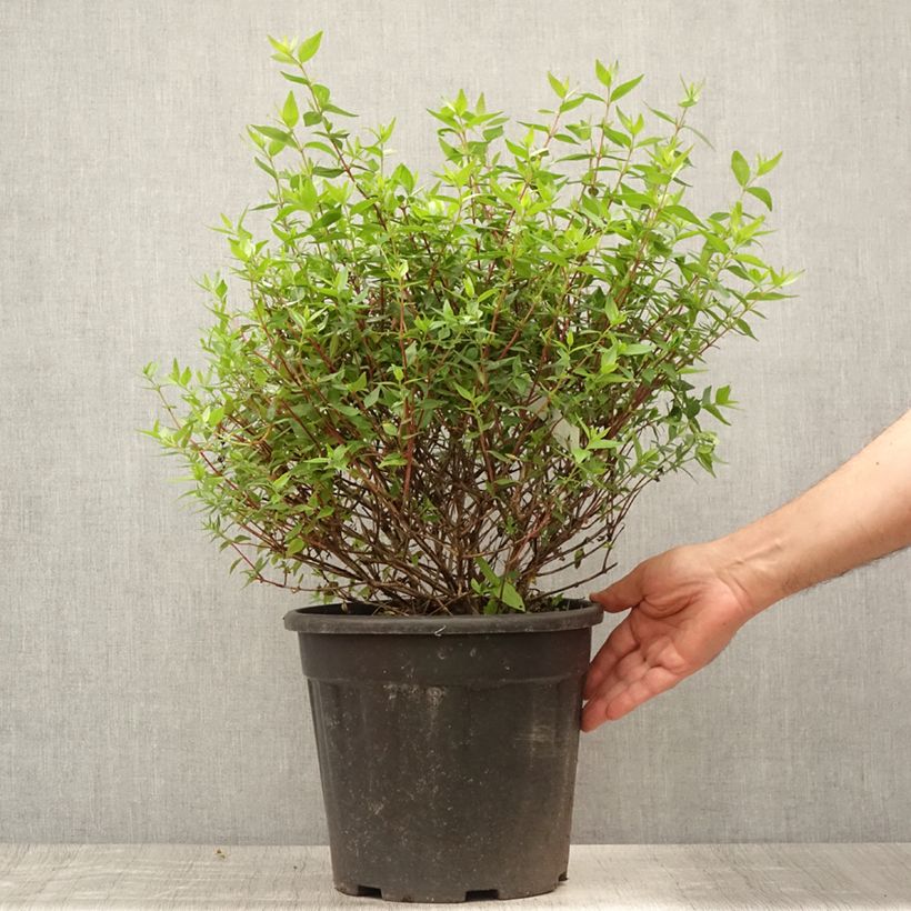 Esemplare di Abelia grandiflora Vaso da 7,5L/10L consegnato in estate