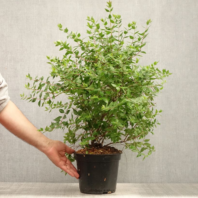 Esemplare di Abelia mosanensis Monia Vaso da 3L/4L consegnato in estate