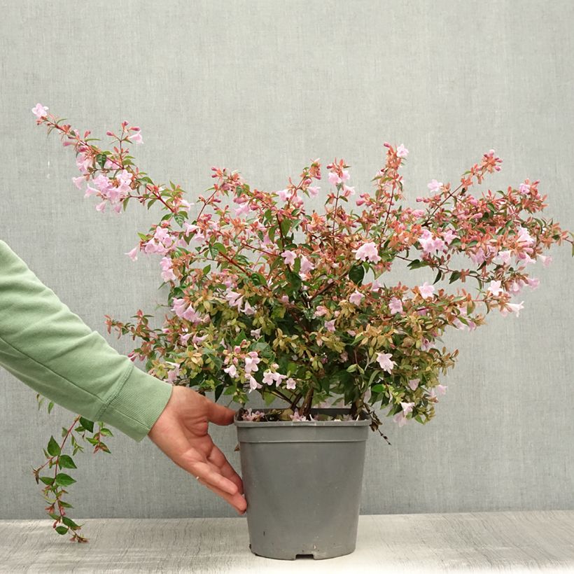 Esemplare di Abelia grandiflora Pink Pong Vaso da 3L/4L consegnato in estate