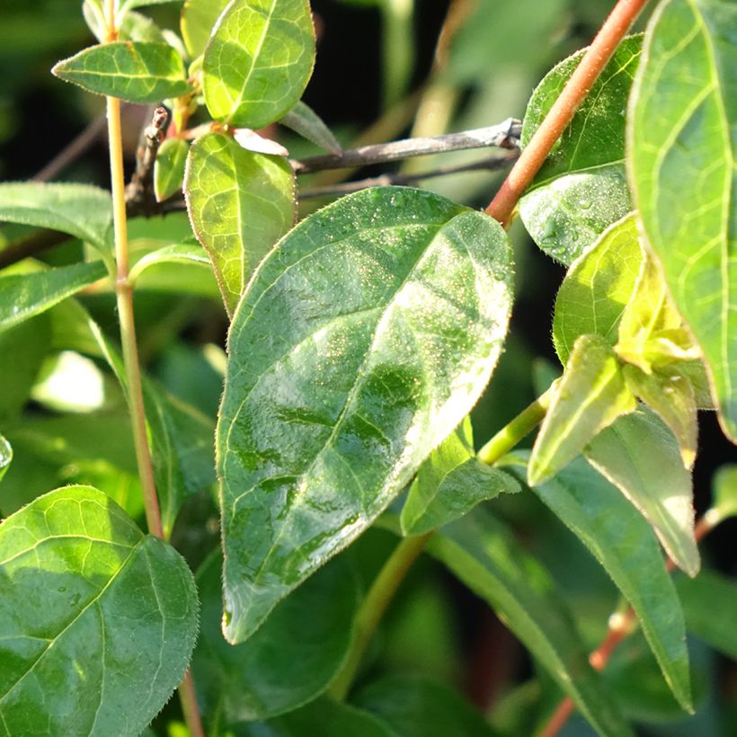 Abelia grandiflora Pink Pong (Fogliame)
